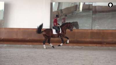 Horse for Sale _ Young Dressage Prospect - 4YO Lusitano Stallion _REF_509_.mp4