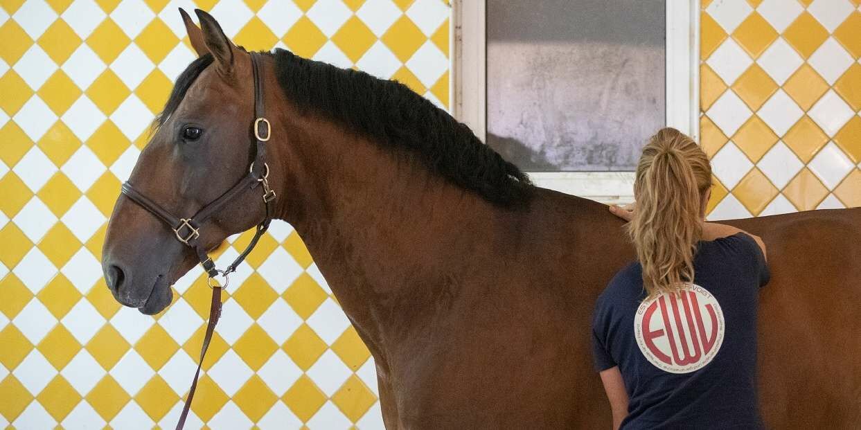 Struktureller Pferdeosteopath (bmg) biometrisch geschult