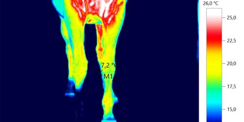 Thermografie EWV.jpg