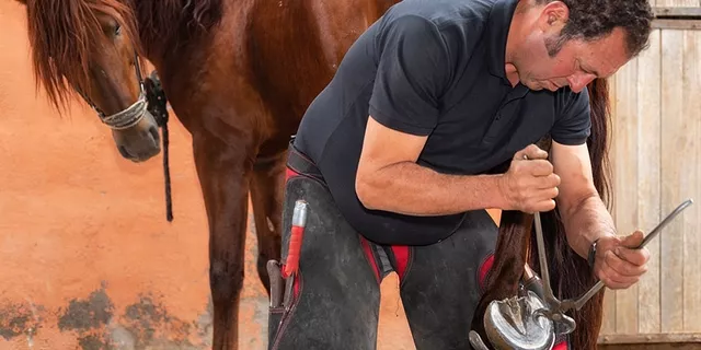 hooftrimmer.jpg hooftrimmer.jpg