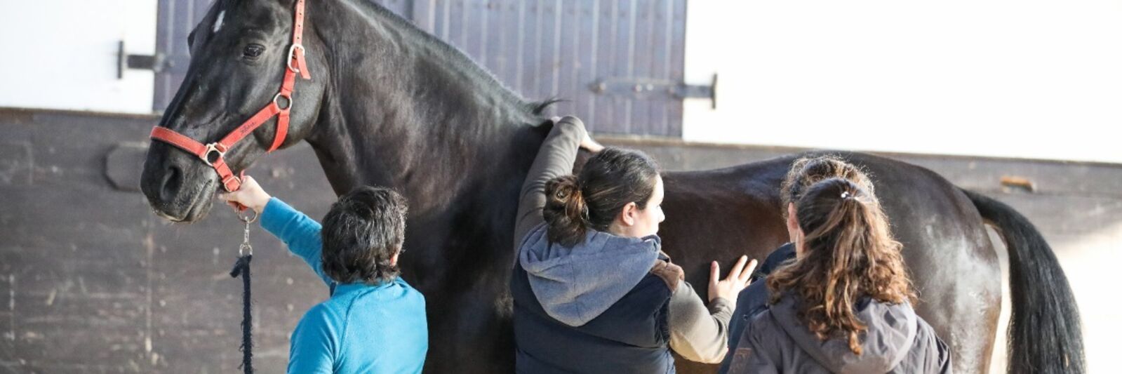 Horse Rider Diplom News.jpg