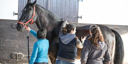 Horse and Rider 2.jpg