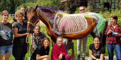 Anatomie Pferd 2 Wiederholung Anatomie I und II