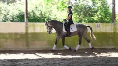 Horse for Sale _ Young Lusitano with outstanding attitude _REF_594_.mp4