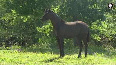 Horse for Sale: Superb 2YO piro free black Lusitano mare