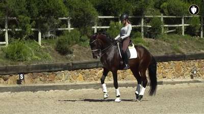 Horse for Sale _ Sportive 1.67m Lusitano suitable for amateur riders _REF_666_.mp4