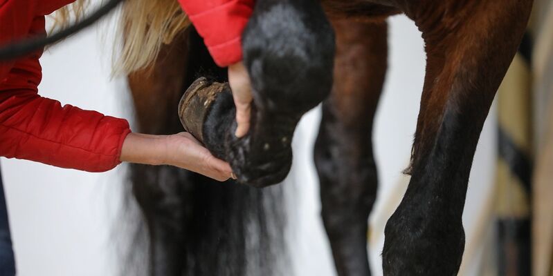 Freies-Lehrzentrum-EWV-Esther-Weber-Voigt-Ausbildung-Weiterbildung-Pferdephysiotherapeut-Osteopathie-Rehatherapeut-für-Pferde-Startseite-Bild-mobile-Praxis