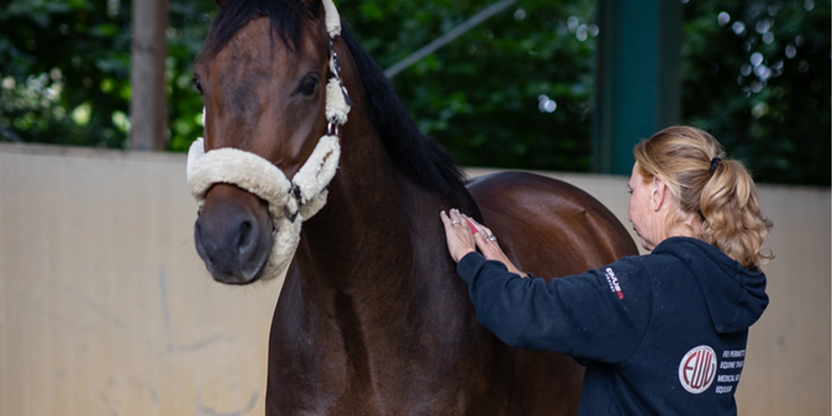 Freies-Lehrzentrum-EWV-Esther-Weber-Voigt-Ausbildung-Weiterbildung-Pferdephysiotherapeut-Osteopathie-Rehatherapeut-für-Pferde-Startseite-Bild-mobile-Praxis