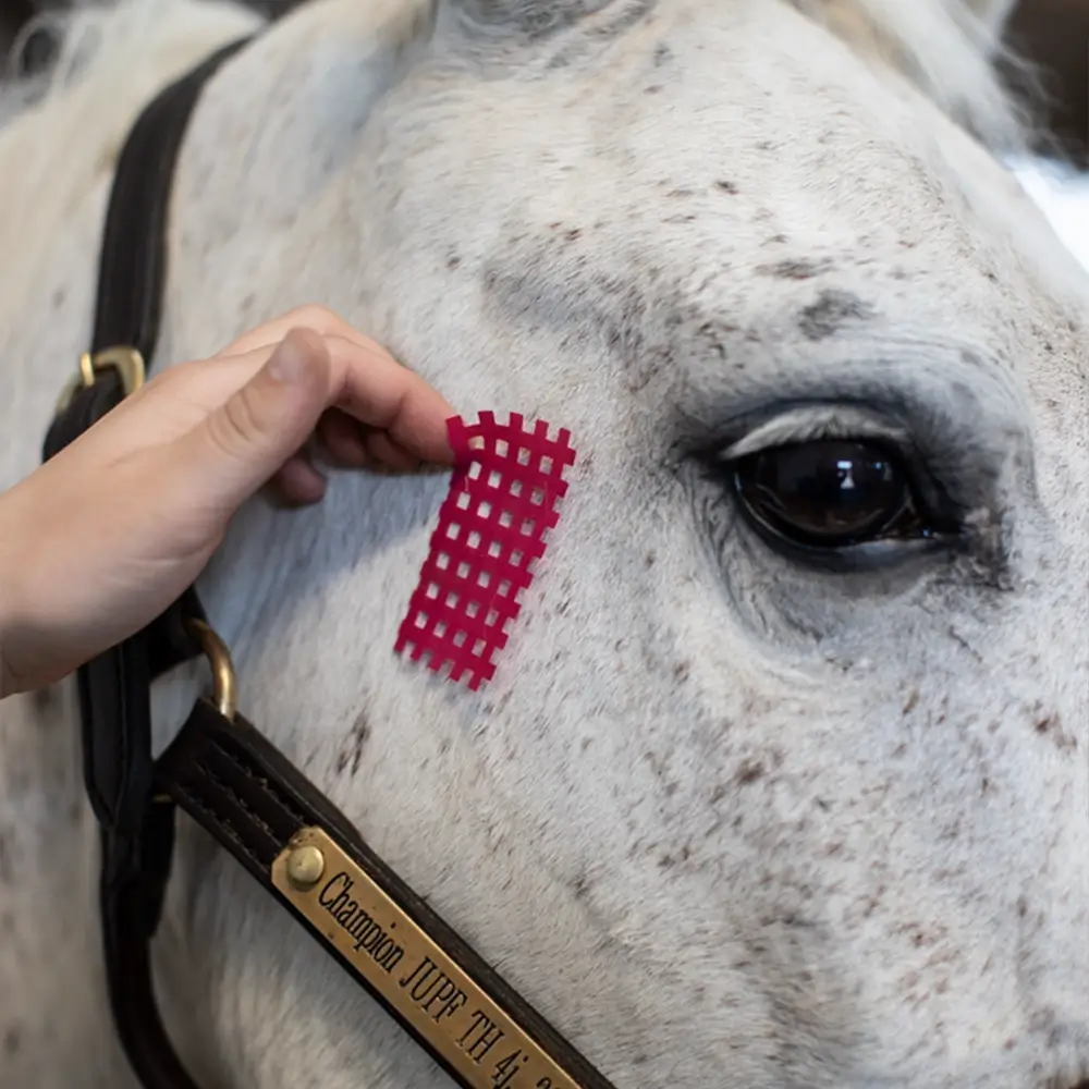 Freies-Lehrzentrum-EWV-Esther-Weber-Voigt-Pferdephysiotherapie-Pferdeosteopathie-Rehatherapeut-Behandlung-Pferd-Weiterbildung-Ausbildung-Taping