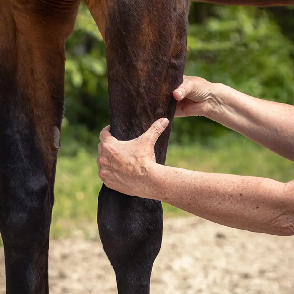 Freies-Lehrzentrum-EWV-Esther-Weber-Voigt-Pferdephysiotherapie-Pferdeosteopathie-Rehatherapeut-Behandlung-Pferd-Weiterbildung-Ausbildung