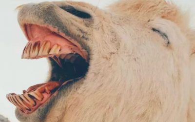 Jederzeit buchbar in der Pferdeklinik Grosswallstadt