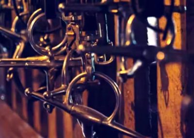 25. Juli 2026 in 69190 Walldorf: Aus- und Einwirkung von Gebissen und Zäumungen auf das Pferd