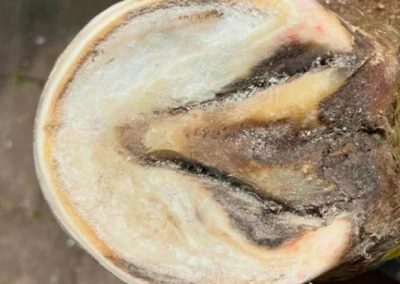 11.04., 16.05. + 13.06.2026: Huf im Focus