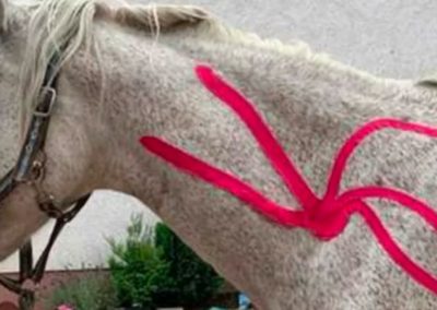05. Juli 2026 in 74889 Sinsheim-Ehrstädt: Kinesio Taping für Pferde