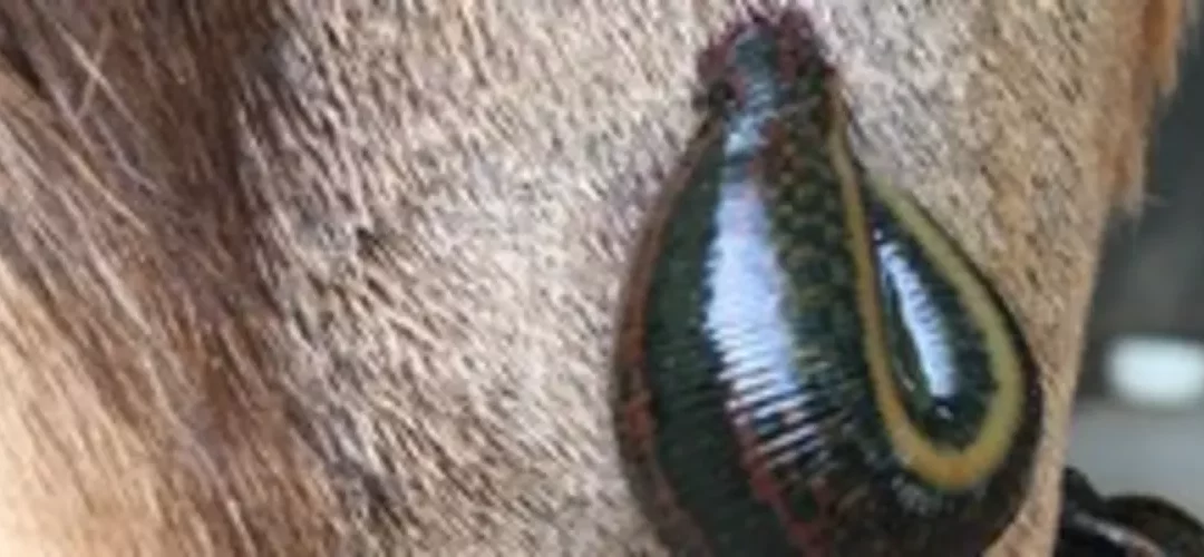 Blutegel Fortbildung am 03.07. – es gibt noch freie Plätze