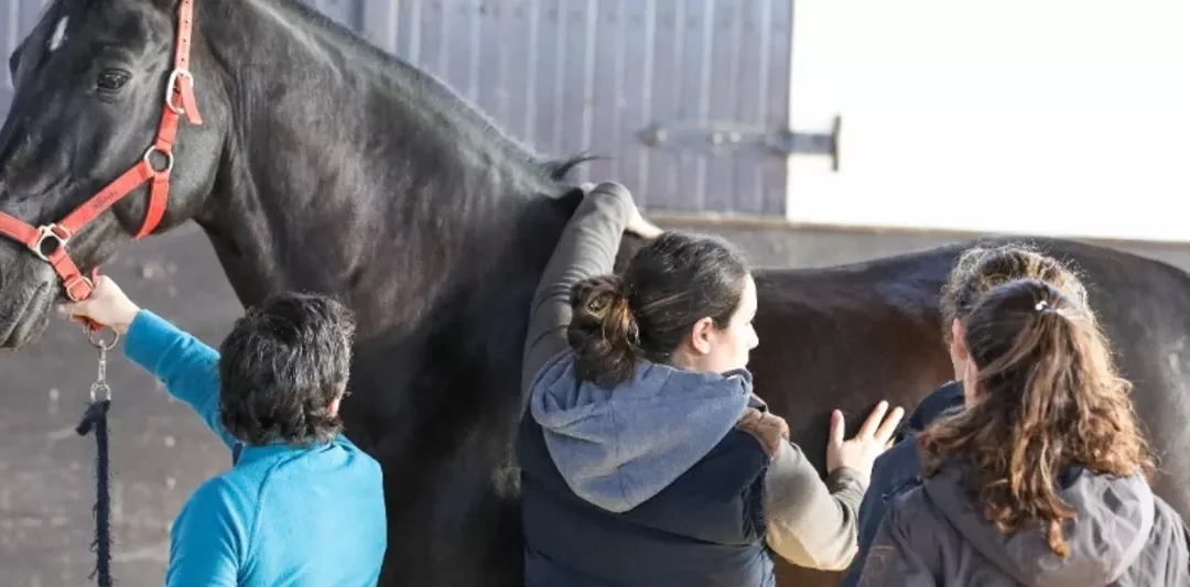 Int. Horse and Rider Diplom (bmg) für Pferdebeitzer
