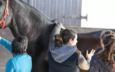 Int. Horse and Rider Diplom (bmg) für Pferdebeitzer