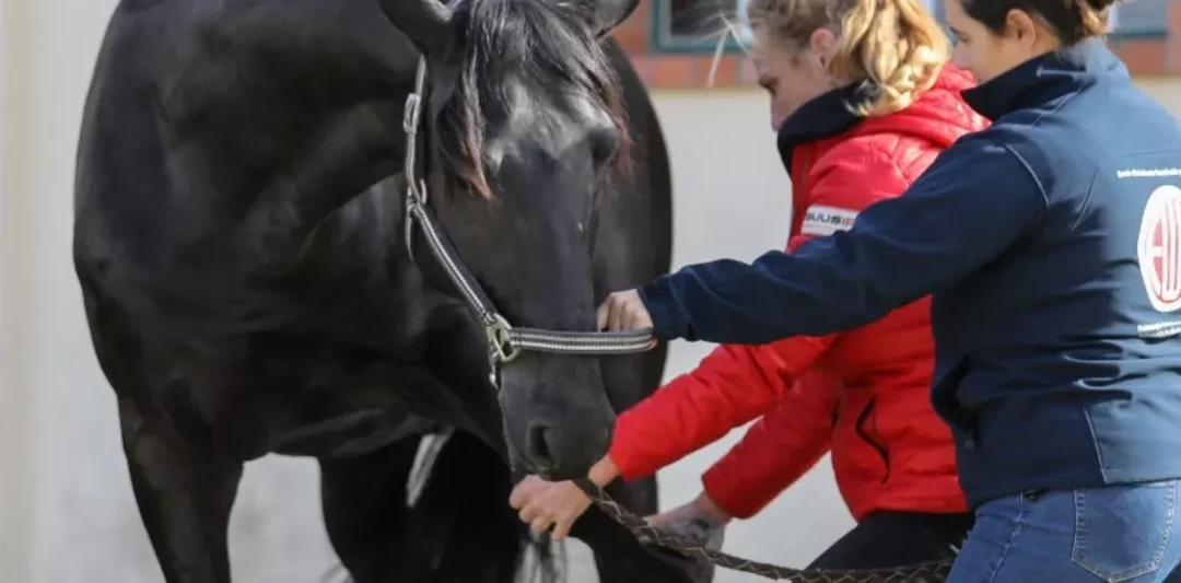 Neue Ausbildungen ab 2023
