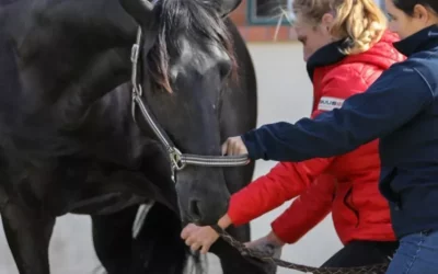 Neue Ausbildungen ab 2023